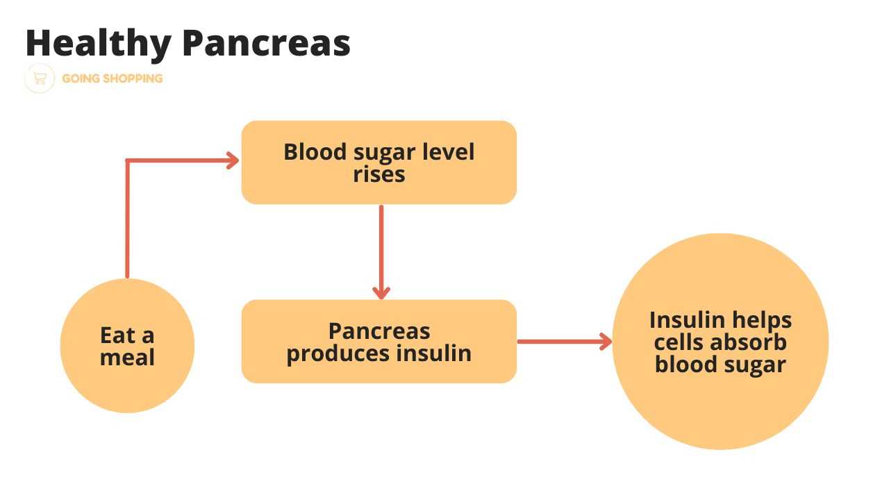 Graph outlining the function of a healthy pancreas.