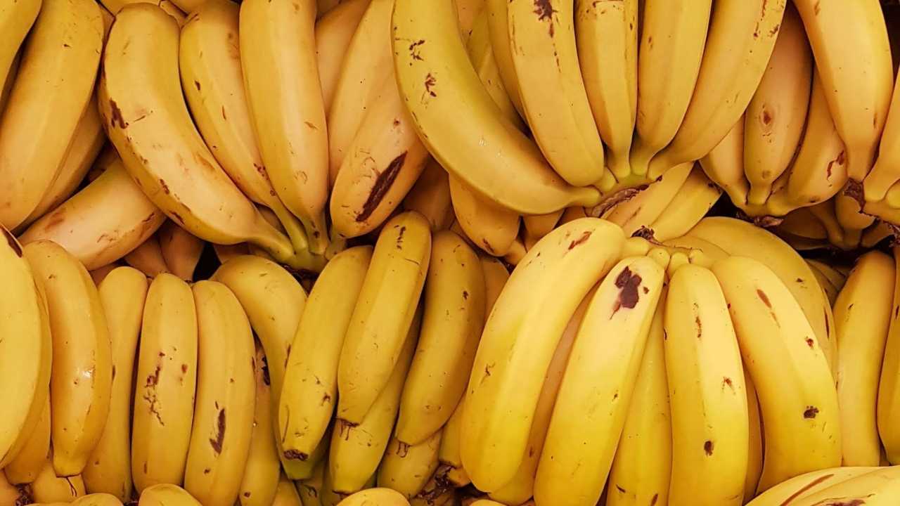 Dozens of ripe bananas.